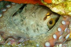 Poulpe Octopus vulgaris