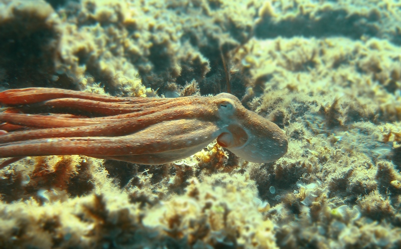 Chronique marine : Octopus vulgaris, le super-héros des mers