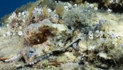 Poulpe Octopus vulgaris