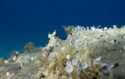 Poulpe Octopus vulgaris