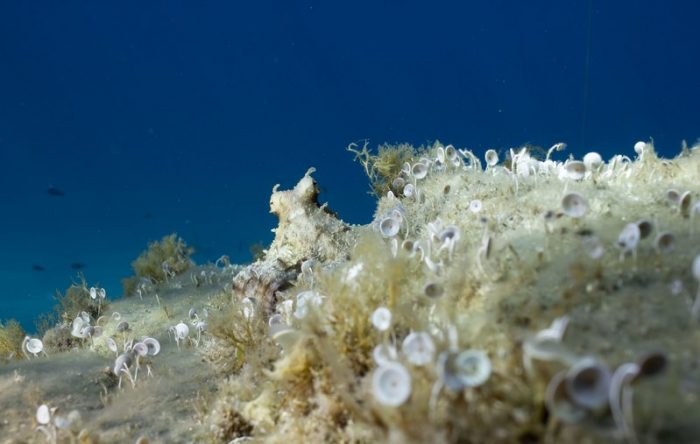 Un poulpe se camouflant sur une roche recouverte de padines