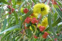 Eucalyptus erythocorys