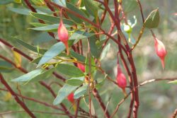 Eucalyptus forrestiana