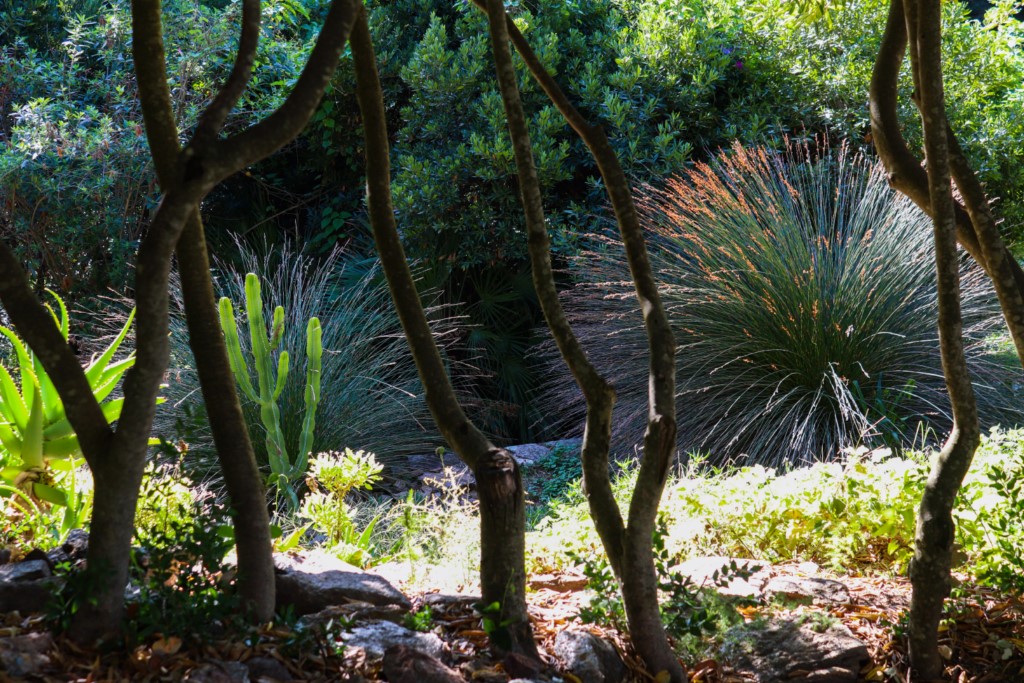 En ce moment au jardin : le réveil automnal