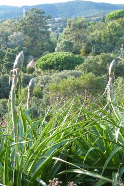 Puya sp