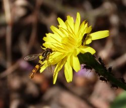 Syrphe porte plume - Sphareophoria cripta et pucerons