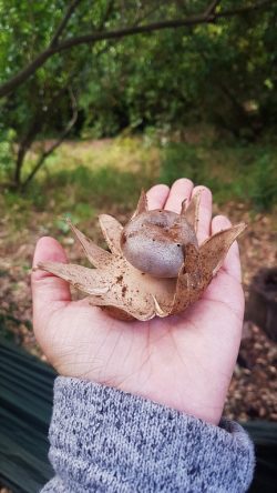 Myriostoma coliforme