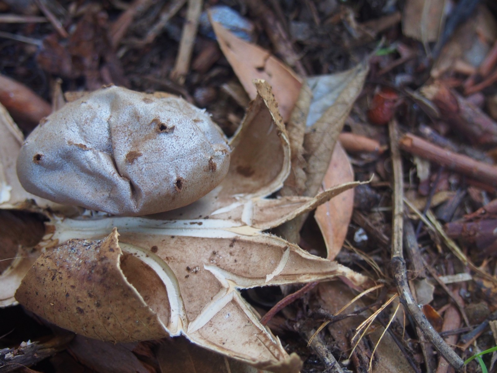 Mycologie : Myriostoma coliforme, l’étoile de terre du Rayol