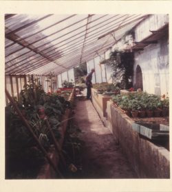 Intérieur de la serre, pour un jardin très fleuri, au goût des Potez, années 1960 