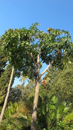 Cussonia paniculata, Jardin d'Afrique du Sud