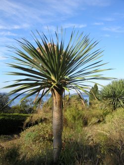 Dracaena draco, Jardin des Canaries