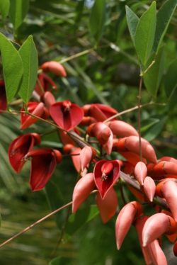 Erythrina crista-galli