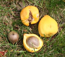 Fruits et graines de Jubaea chilensis