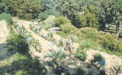 Mise en jauge de la Collection Wiedercker sur les terrasses de l'ancien potager, 1990