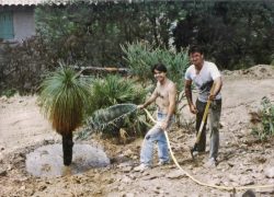 Plantation des "black-boys" dans la parcelle australienne, juillet 1992