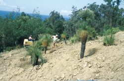 Plantation des "black-boys" dans la parcelle australienne, juillet 1992