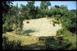 Première tentative de plantation de Carex, originaires de Nouvelle-Zélande, juillet 1996