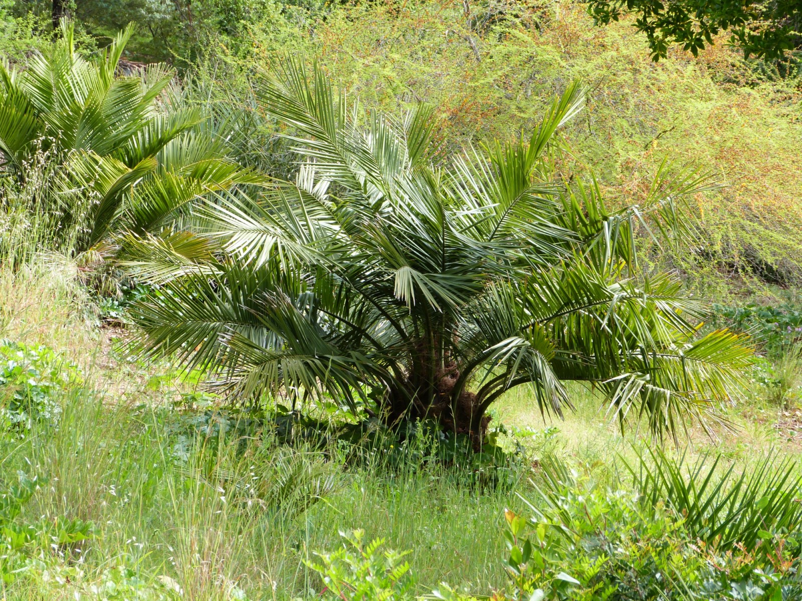 La plante du mois : Jubaea chilensis