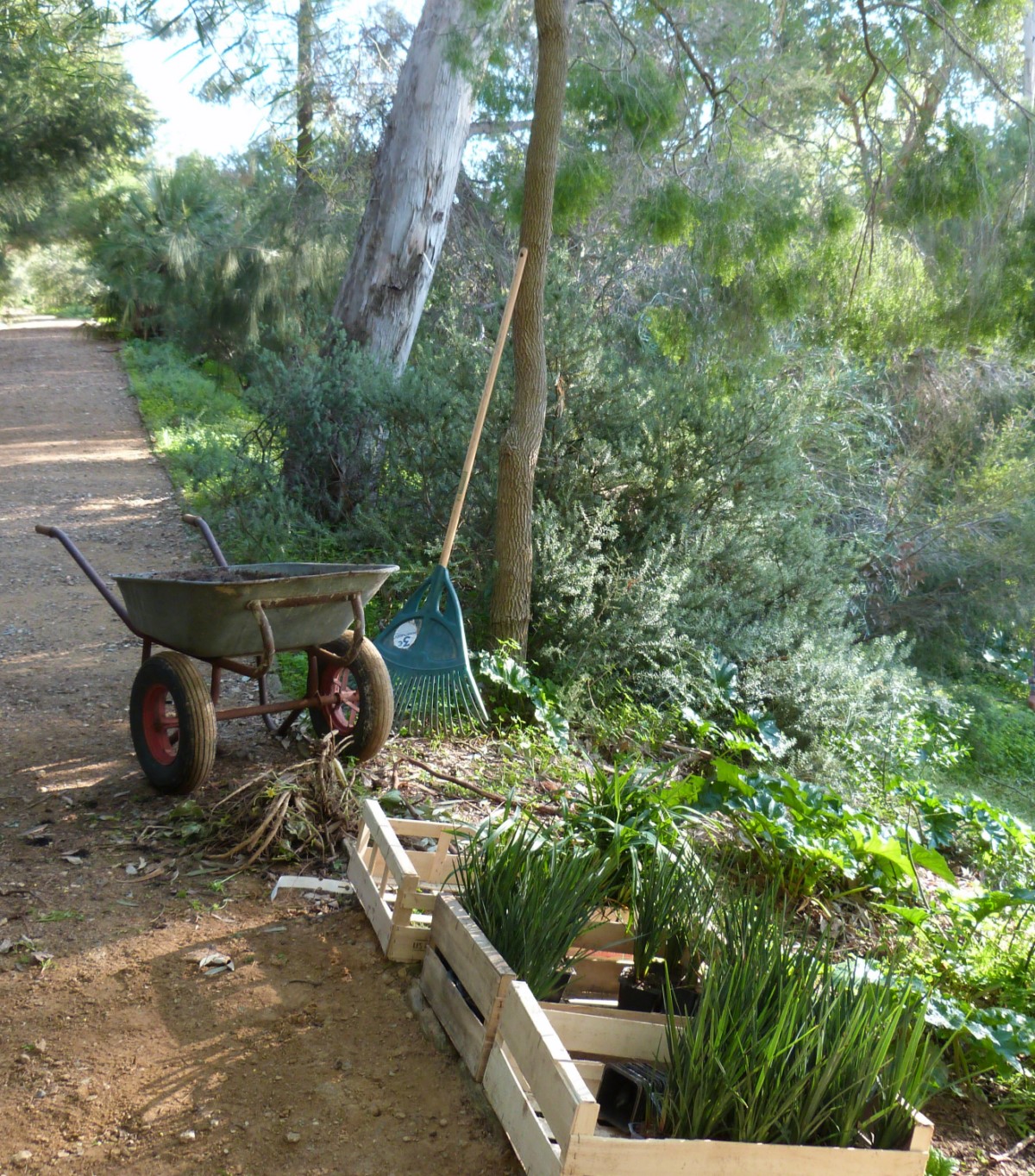 En ce moment au jardin : Travaux d’hiver