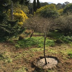 Transplantation d'un Acacia caven, dans le jardin du Chili