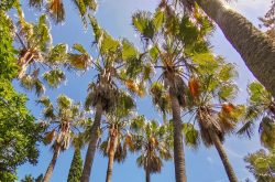 Washingtonia, Jardin d'Amérique subtropicale