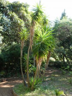 Yucca sp., Jardin d'Amérique subtropicale