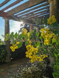 L'hiver au Jardin des Méditerranées - mimosas sous la pergola