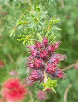 Kunzea baxteri