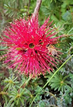 Kunzea baxteri