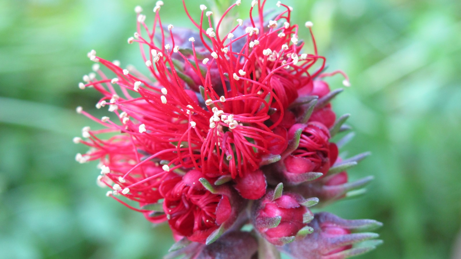 La plante du mois : Kunzea baxteri