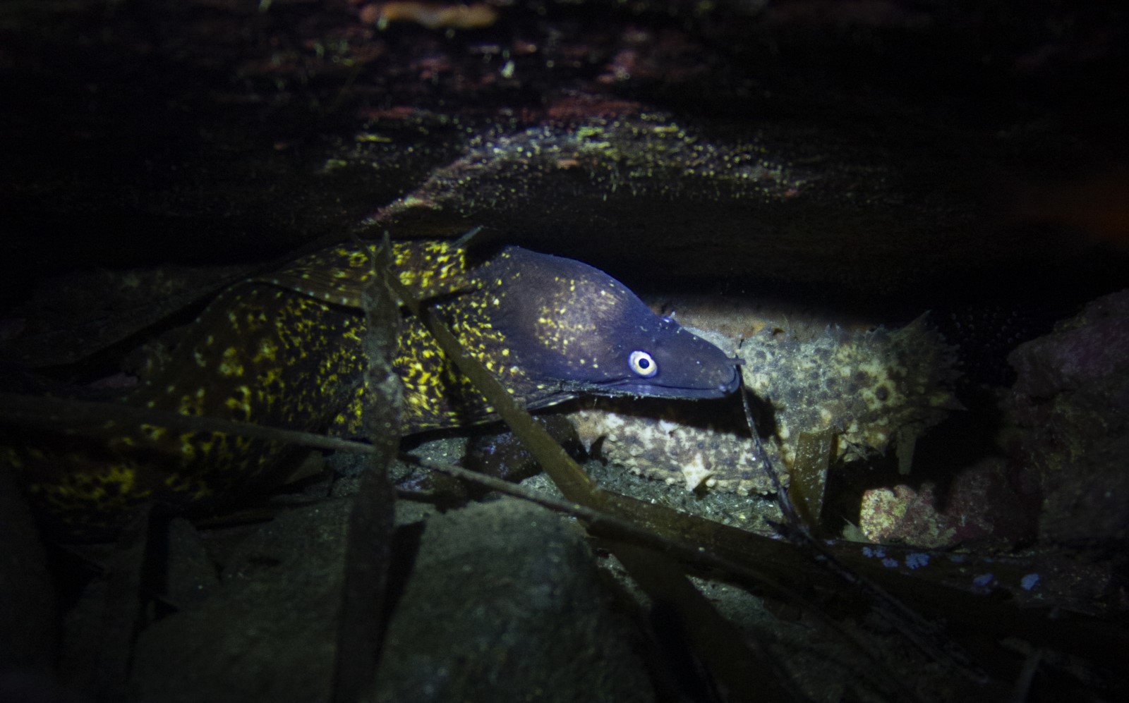 Chronique marine : La murène, au-delà des préjugés