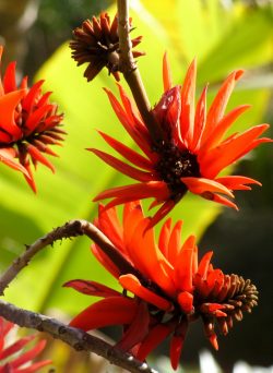 Erythrina lysistemon, Jardin d'Afrique du Sud