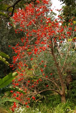 Erythrina lysistemon, Jardin d'Afrique du Sud