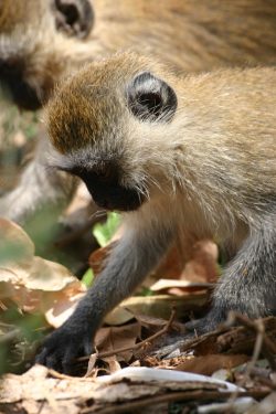 Vervet