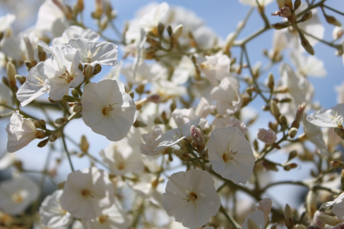 La plante du mois :  Convolvulus floridus