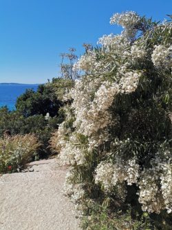 Convolvulus floridus