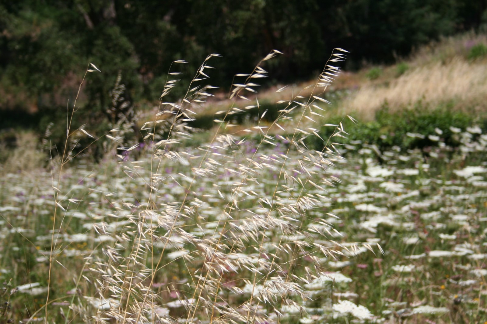 En ce moment au jardin : Le temps est venu de faucher