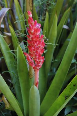 Aechmea distichanta