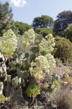 Aeonium, Jardin des Canaries