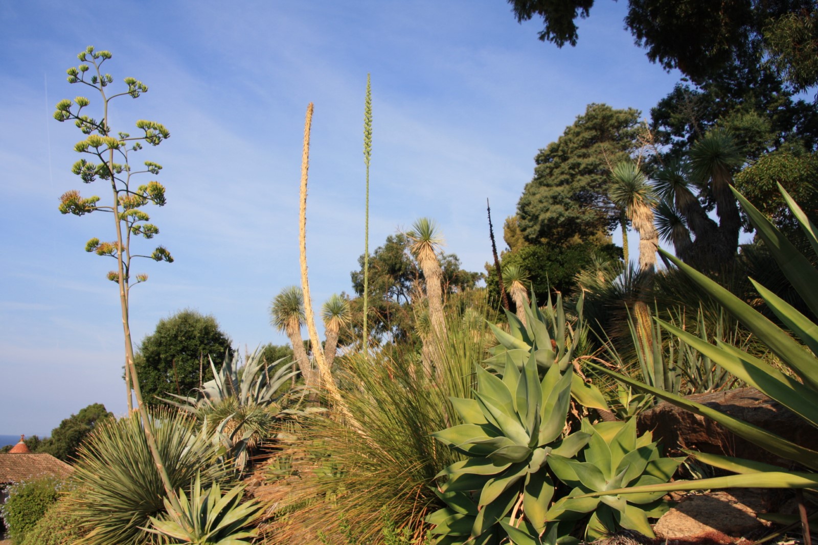 Focus : Les plantes monocarpiques : elles n’ont qu’une seule vie… ou pas !