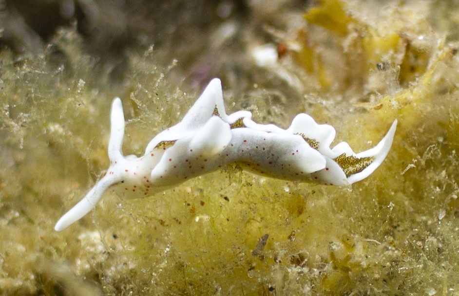 Chronique marine : L’Élysie timide, une limace aux super pouvoirs !