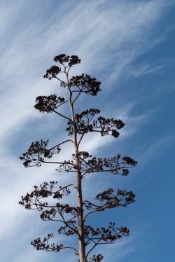 Jardin d'Amérique aride, inflorescence d'agave