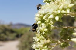 Pollinisateurs sur agave