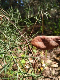 Bacillus rossius sur Colletia