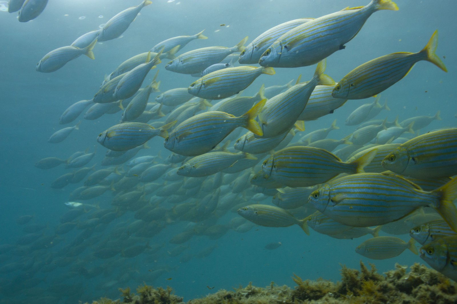 Chronique marine :  La saupe, un poisson hallucinant !