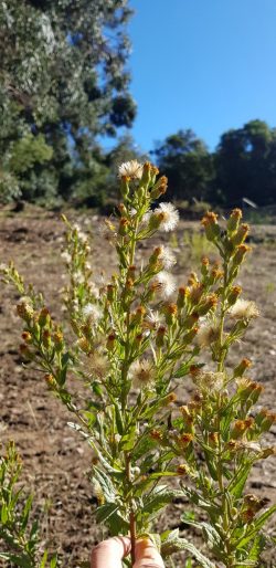 Dittrichia viscosa