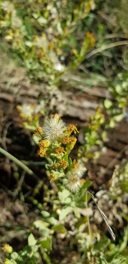 Dittrichia viscosa