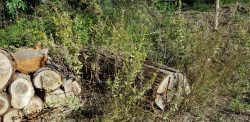 Dittrichia viscosa