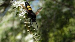 Megascolia maculata - Scolie des jardins mâle