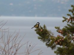 Mésange charbonnière